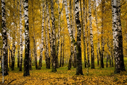 Trees with yellow leaves