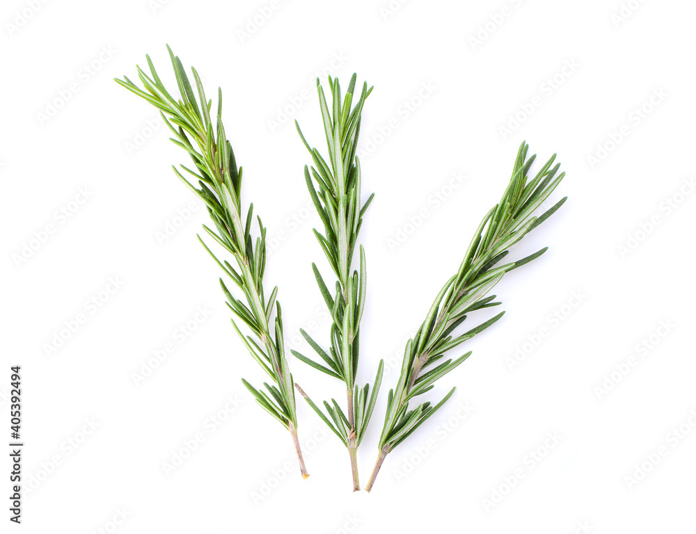 Fototapeta premium Rosemary isolated on white background