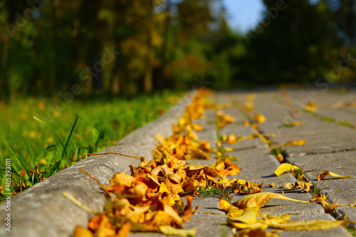 Yellow dry fallen leaves lie on the path.