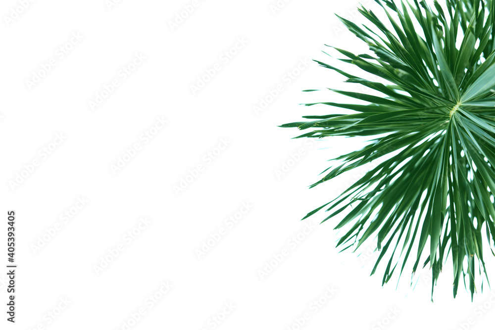 Close up of Fox tail palm tree leaf isolated on white background Close up of Fox tail palm tree leaf isolated on white background