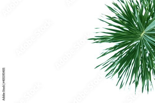 Close up of Fox tail palm tree leaf isolated on white background