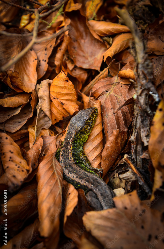 Naklejka premium Lizard on the leaf