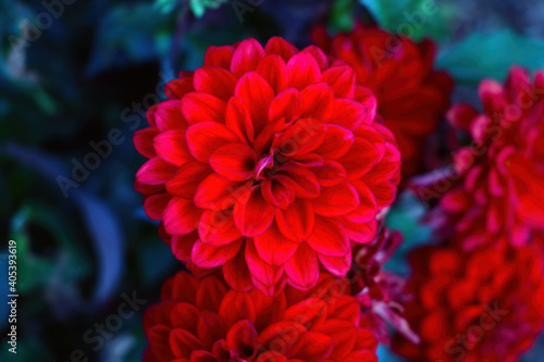 Close up of red dahlia flowers in spring.