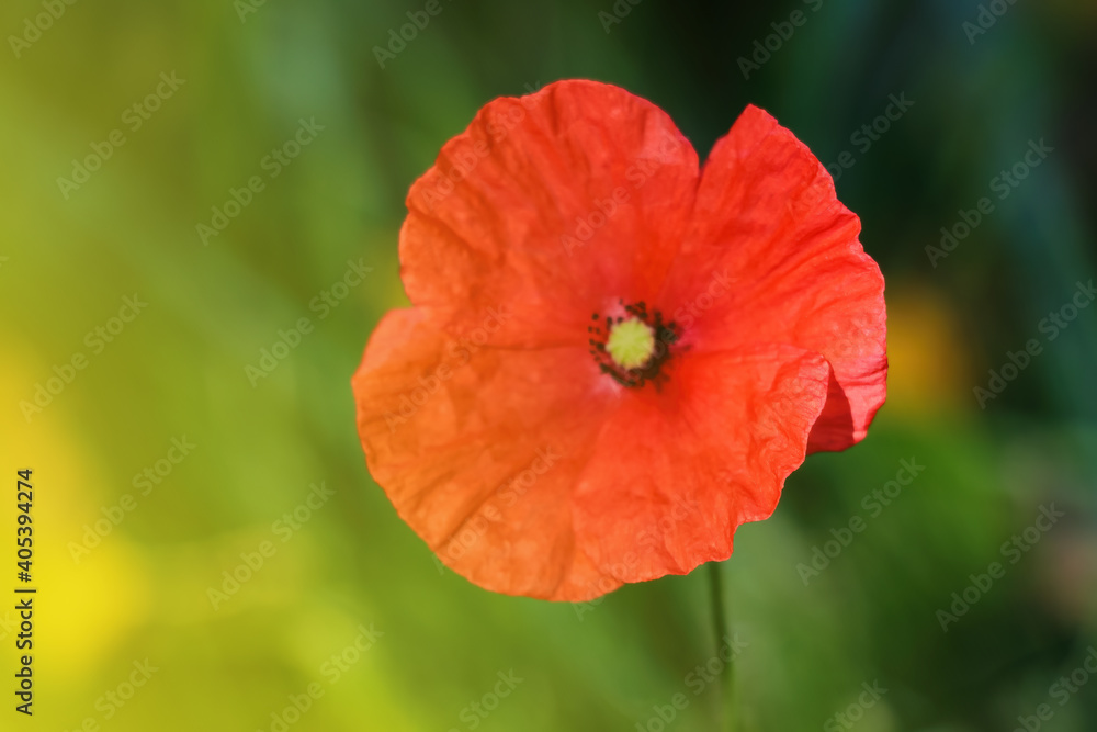 Red poppy flower during sunset on the field. Red poppy flower during sunset on the field.
