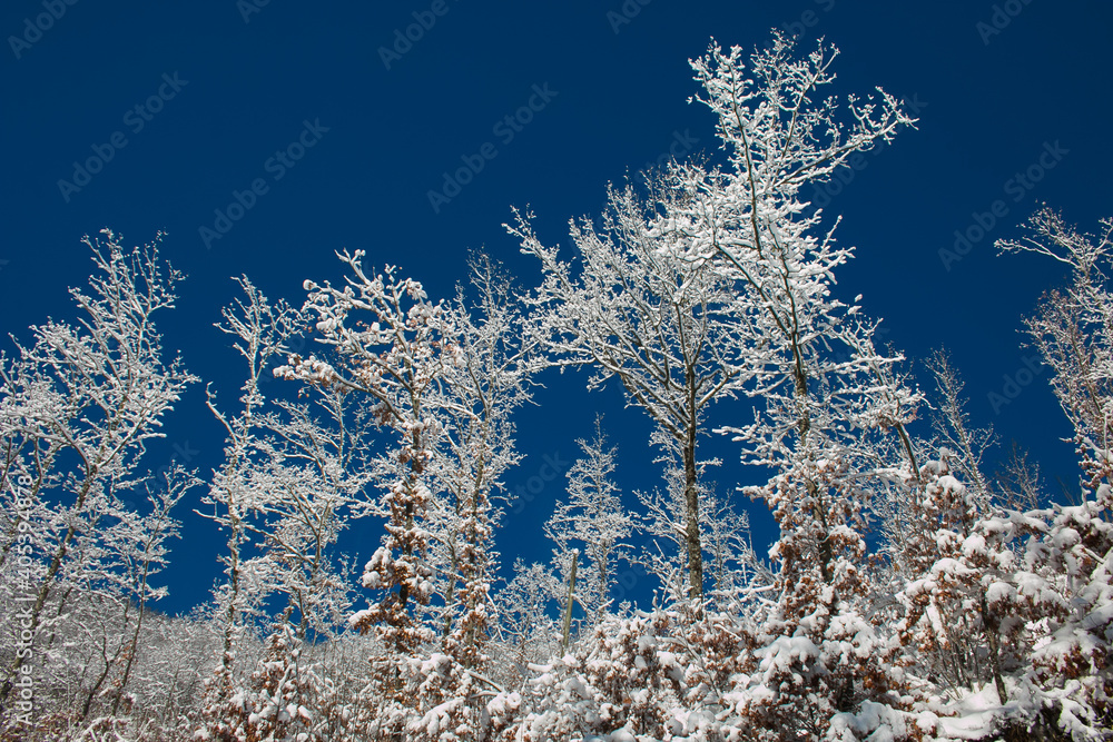 Winter landscape: view of trees covered by snow against the blue sky in Umbria