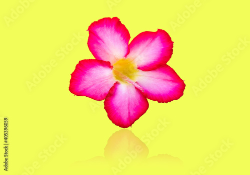 Pink flowers on yellow background