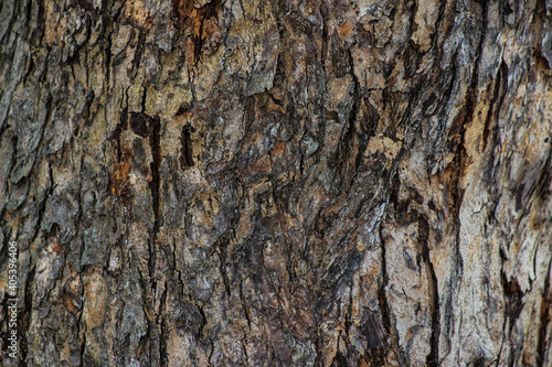 texture wood background