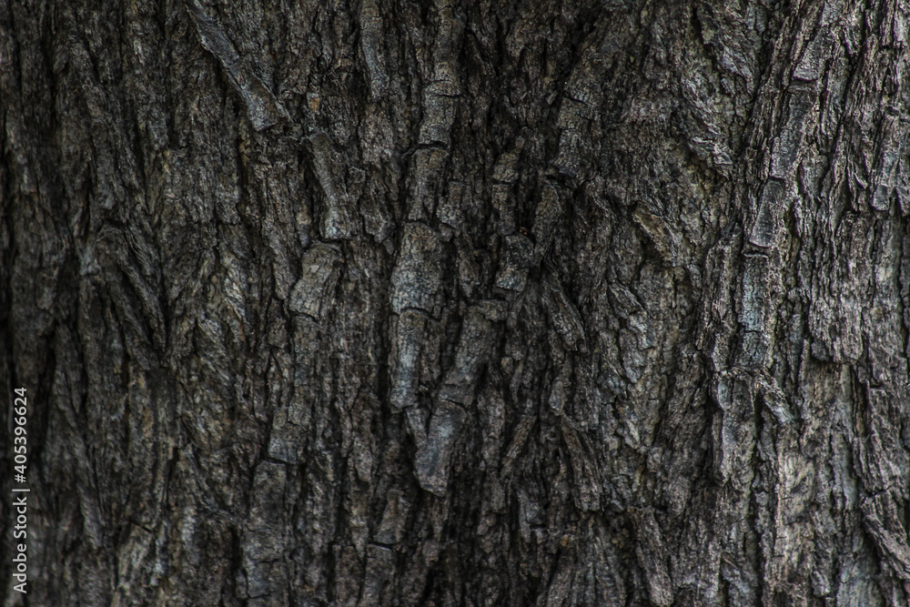 bark of tree bark of tree
