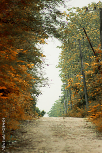 path in the forest of teak or jati