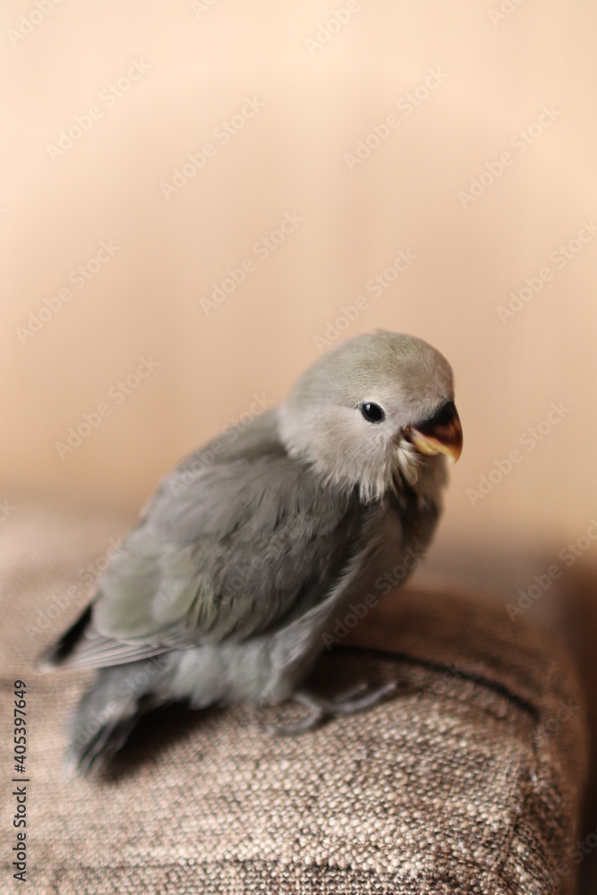 Obraz premium コザクラインコ 雛 子供 小桜インコ 鳥 赤ちゃん