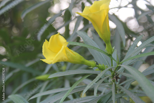 Close up shot of a yellow oleander on a blurry background photo