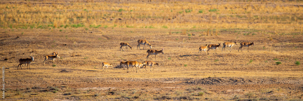 In savannah, steppe, prairie a herd of saigas is grazed. This is part of the largest herd of saigas in the world. In savannah, steppe, prairie a herd of saigas is grazed. This is part of the largest herd of saigas in the world.
