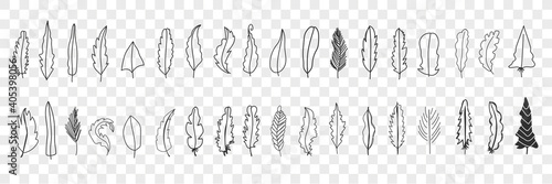 Various bird feathers doodle set. Collection of hand drawn cute elegant silhouette and patterns of feathers from different birds isolated on transparent background. Illustration of feather 