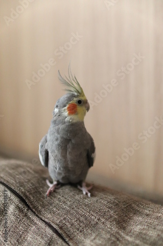 オカメインコ 雄 オス 中型インコ 鳥 ペット