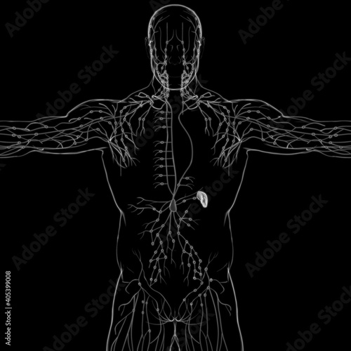 Human Lymph Nodes Anatomy For Medical Concept 3D Rendering