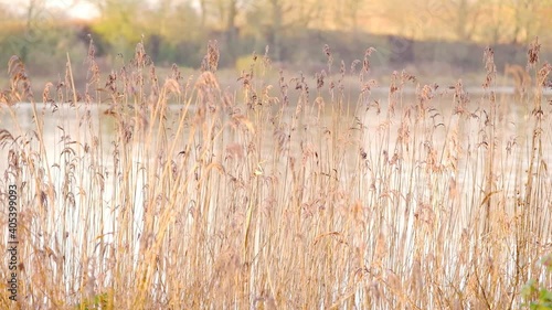 Wallpaper Mural Schilfgürtel am Ufer eines Sees Torontodigital.ca