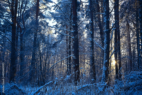 winter forest landscape covered with snow  december christmas nature white background