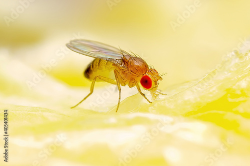 Tableau sur toile Tropical Fruit Fly Drosophila Diptera Parasite Insect Pest on Ripe Fruit Vegetab