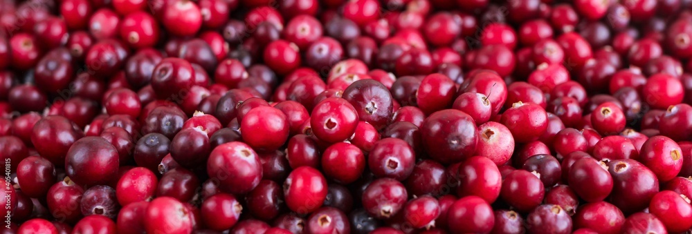Ripe fresh cranberries as natural, food, berries banner. Ripe fresh cranberries as natural, food, berries banner.
