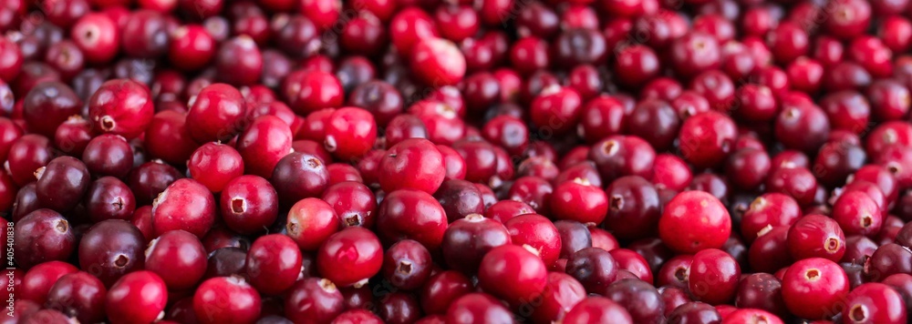 Ripe fresh cranberries as natural, food, berries banner. Ripe fresh cranberries as natural, food, berries banner.