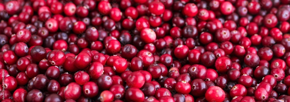 Ripe fresh cranberries as natural, food, berries banner. Ripe fresh cranberries as natural, food, berries banner.