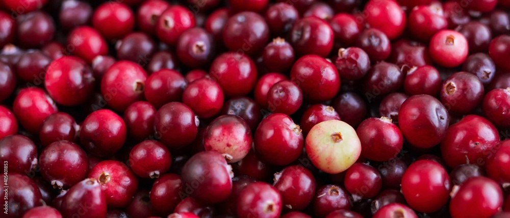 Ripe fresh cranberries as natural, food, berries banner. Ripe fresh cranberries as natural, food, berries banner.