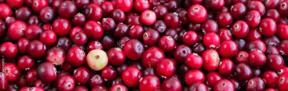 Ripe fresh cranberries as natural, food, berries banner. Ripe fresh cranberries as natural, food, berries banner.