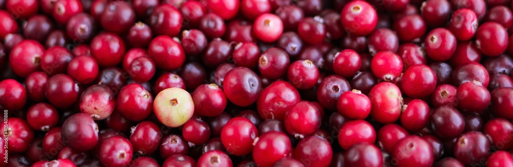 Ripe fresh cranberries as natural, food, berries banner.