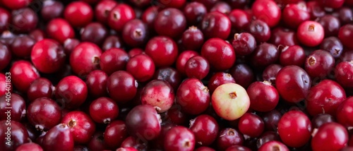 Ripe fresh cranberries as natural, food, berries banner.