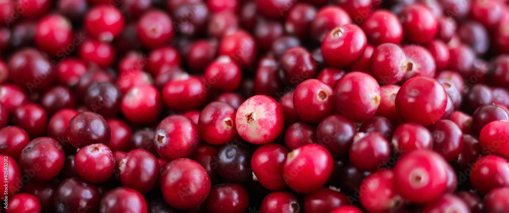 Ripe fresh cranberries as natural, food, berries banner. Ripe fresh cranberries as natural, food, berries banner.