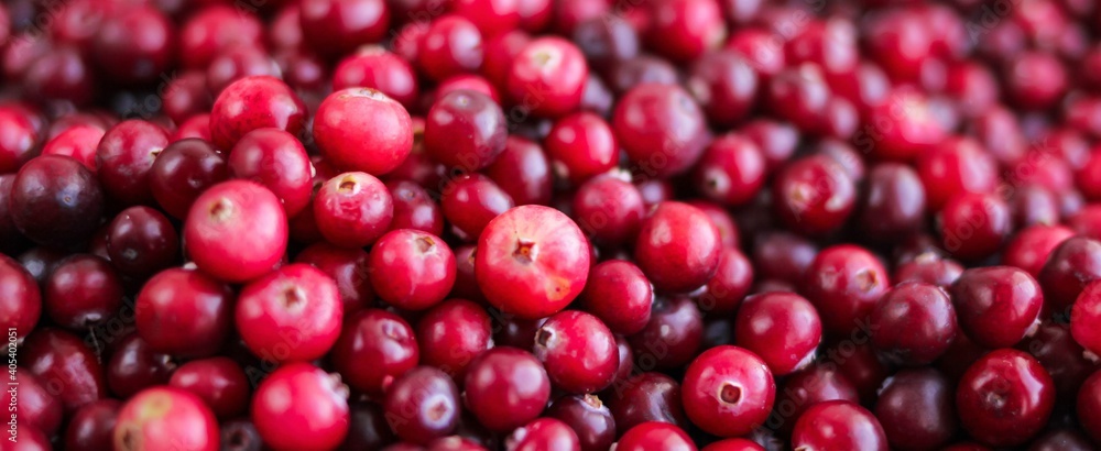 Ripe fresh cranberries as natural, food, berries banner. Ripe fresh cranberries as natural, food, berries banner.