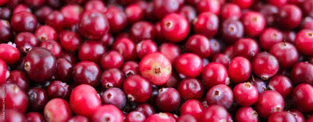 Ripe fresh cranberries as natural, food, berries banner. Ripe fresh cranberries as natural, food, berries banner.