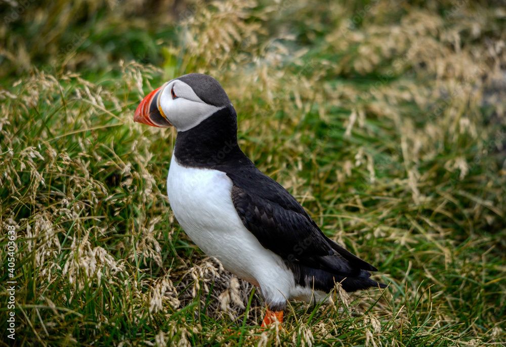 Obraz premium The Atlantic puffin, also known as the common puffin