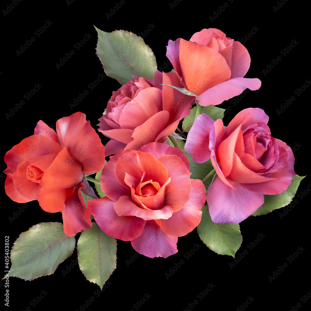 Red roses  isolated on black background. Floral arrangement, bouquet of garden flowers. Can be used for invitations, greeting, wedding card.