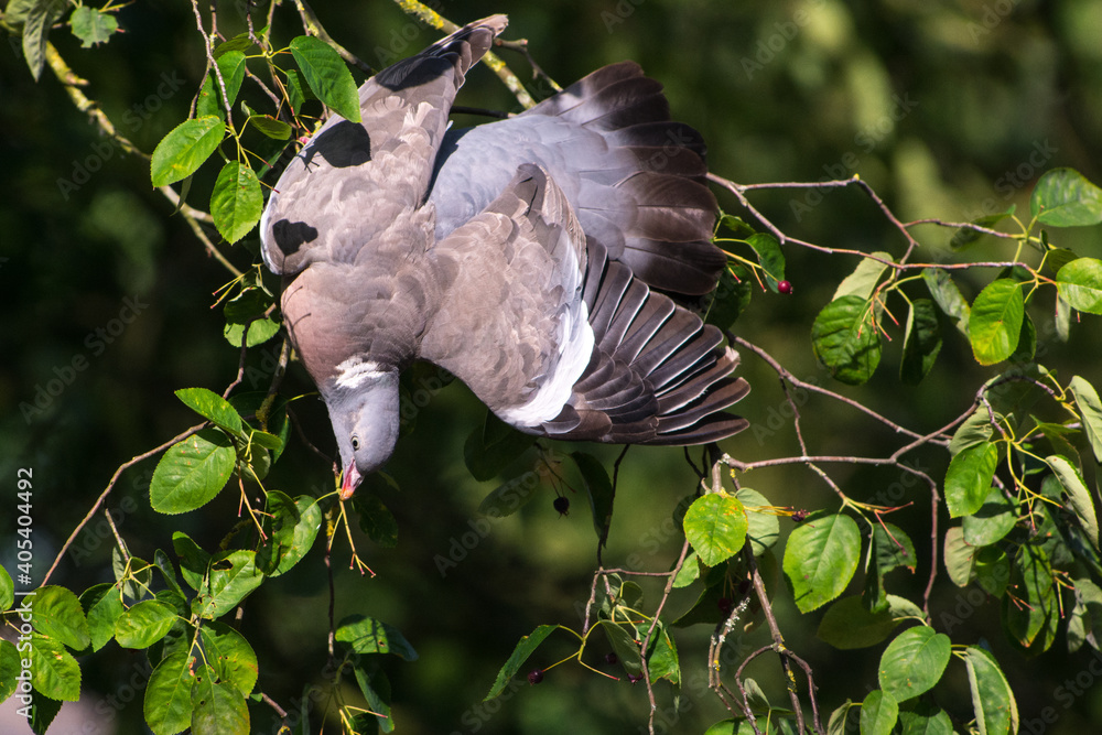 Houtduif, Wood Pigeon, Columba Palumbus Houtduif, Wood Pigeon, Columba Palumbus