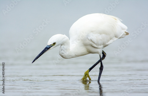 Kleine Zilverreiger, Little Egret; Egretta garzetta photo