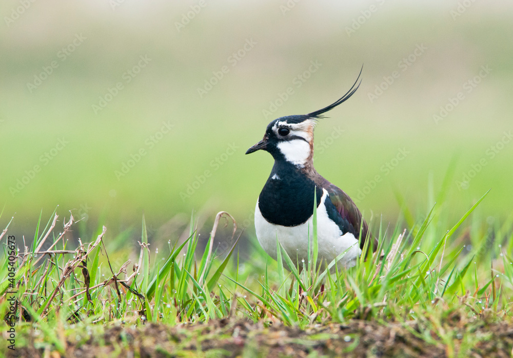 Fototapeta premium Kievit, Northern Lapwing, Vanellus vanellus