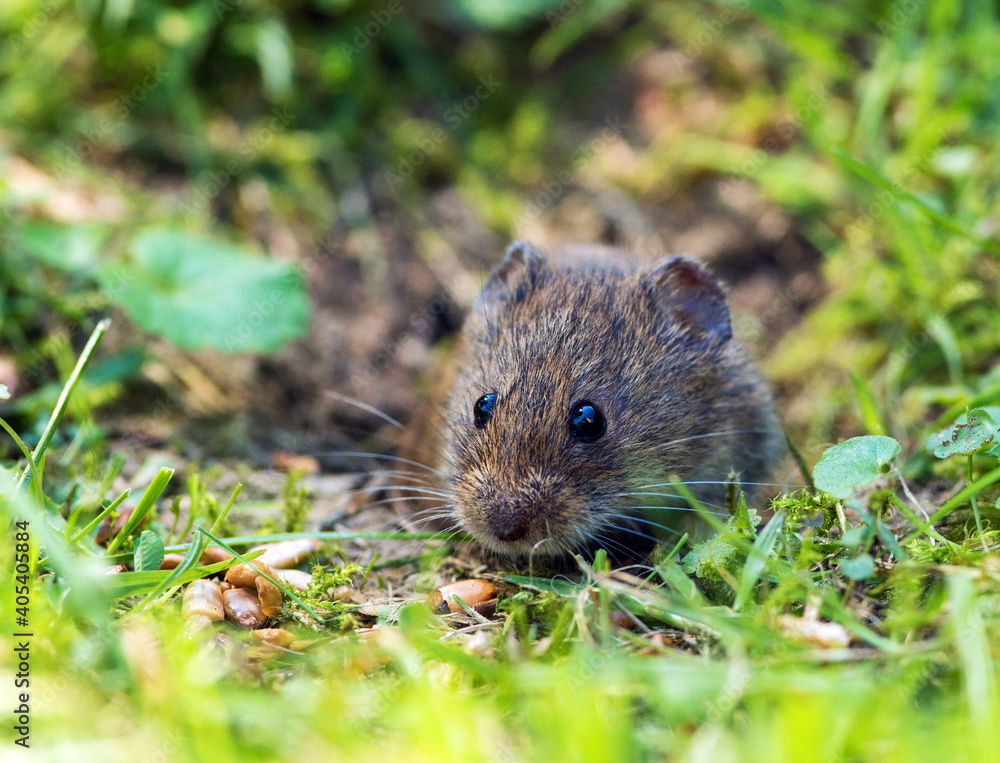 Veldmuis; Common Vole; Microtus arvalis; Veldmuis; Common Vole; Microtus arvalis;