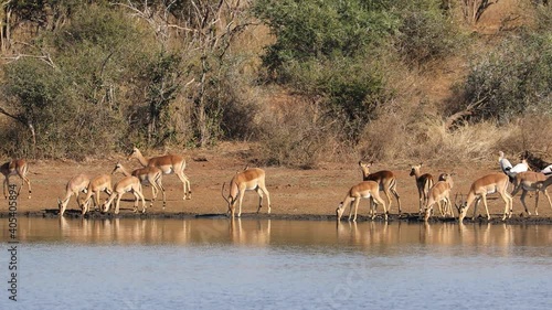 Impala antelopes (Aepyceros melampus) drinking water, Kruger National Park, South Africa