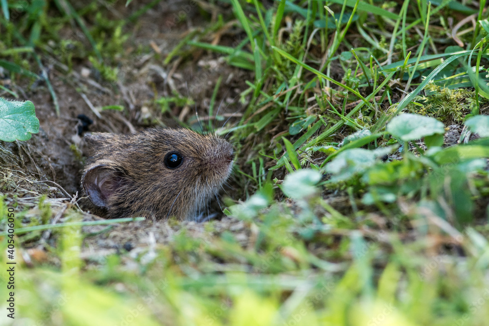 Veldmuis; Common Vole; Microtus arvalis; Veldmuis; Common Vole; Microtus arvalis;