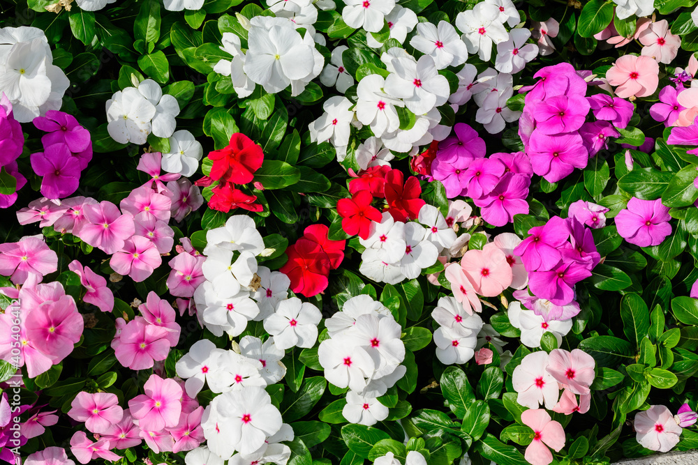 custom made wallpaper toronto digitalLarge garden pot with vivid pink, red and white Impatiens walleriana flowers known as busy Lizzie, balsam, sultana, or impatiens, in full bloom in a summer garden.