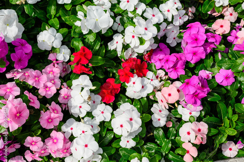 Wallpaper Mural Large garden pot with vivid pink, red and white Impatiens walleriana flowers known as  busy Lizzie, balsam, sultana, or impatiens, in full bloom in a summer garden. Torontodigital.ca