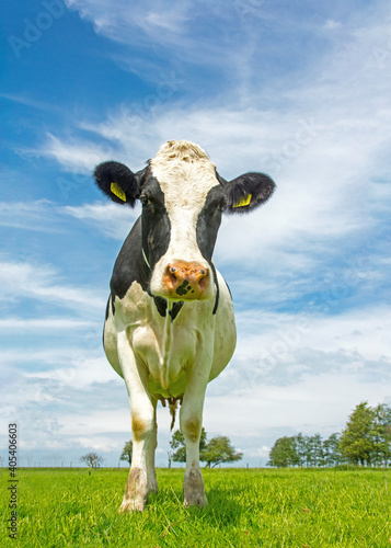 Portret van een Koe; Close-up of a domestic Cow