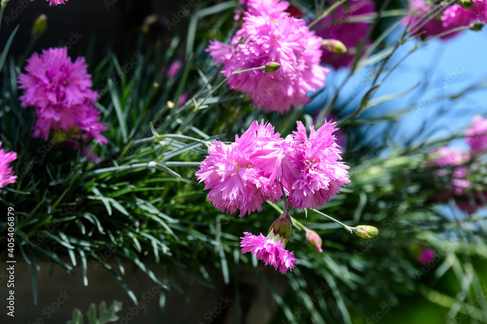 Many small vivid pink flowers of Dianthus carthusianorum plant, commonly known as Carthusian pink in a British cottage style garden in a sunny summer day, beautiful outdoor floral background. Many small vivid pink flowers of Dianthus carthusianorum plant, commonly known as Carthusian pink in a British cottage style garden in a sunny summer day, beautiful outdoor floral background.