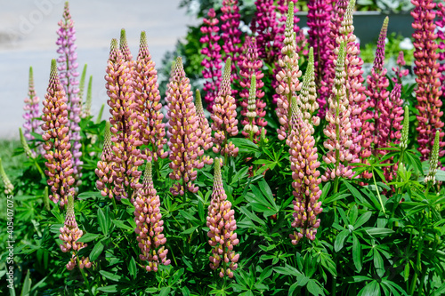 Many pink flowers of Lupinus, commonly known as lupin or lupine, in full bloom and green grass in a sunny spring garden, beautiful outdoor floral background photographed with soft focus.