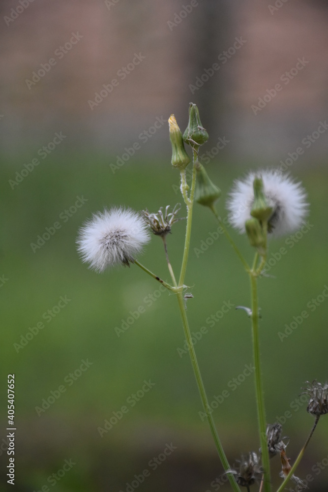 Close up of Dandelion seeds in the meadow