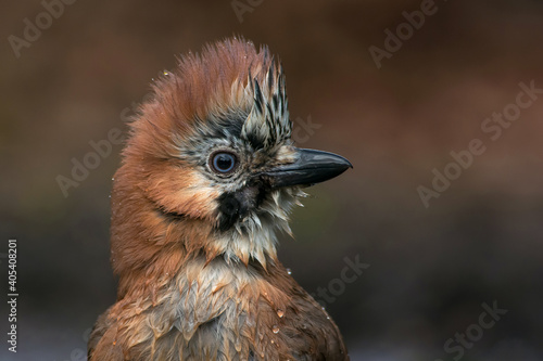 Gaai, Eurasian Jay, Carrulus glandarius photo