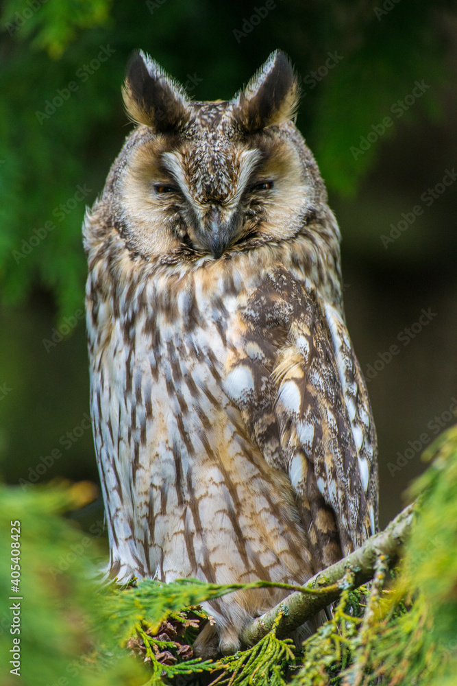 Fototapeta premium Ransuil, Long-eared Owl, Asio Otus