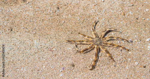 BANNER Sea aquatic unusual nine leg Starfish skeleton echinoderm Luidia arm taper at end bear fringe of white spine. Yellow colour dark orange stripes. Sand  tourism  oceanology marine biology concept