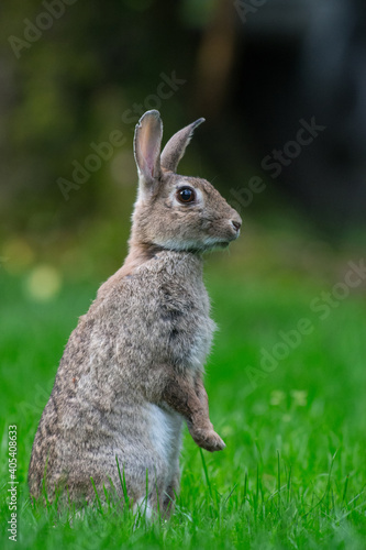 Europees Konijn, European Rabbit, Oryctolagus cuniculus © AGAMI